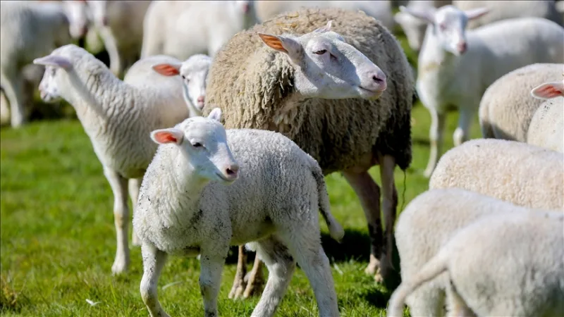 Megkezdődött a jelentkezés a „Vidéki termékenység – kisállat-támogatás” projektre